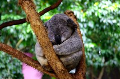 澳大利亚关于考拉那些可爱的秘密